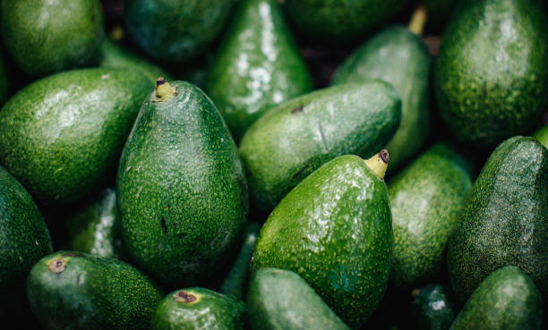 AVOCADO